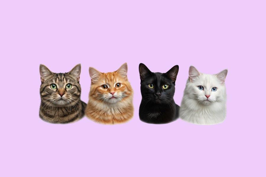 Realistische Katzenmotive